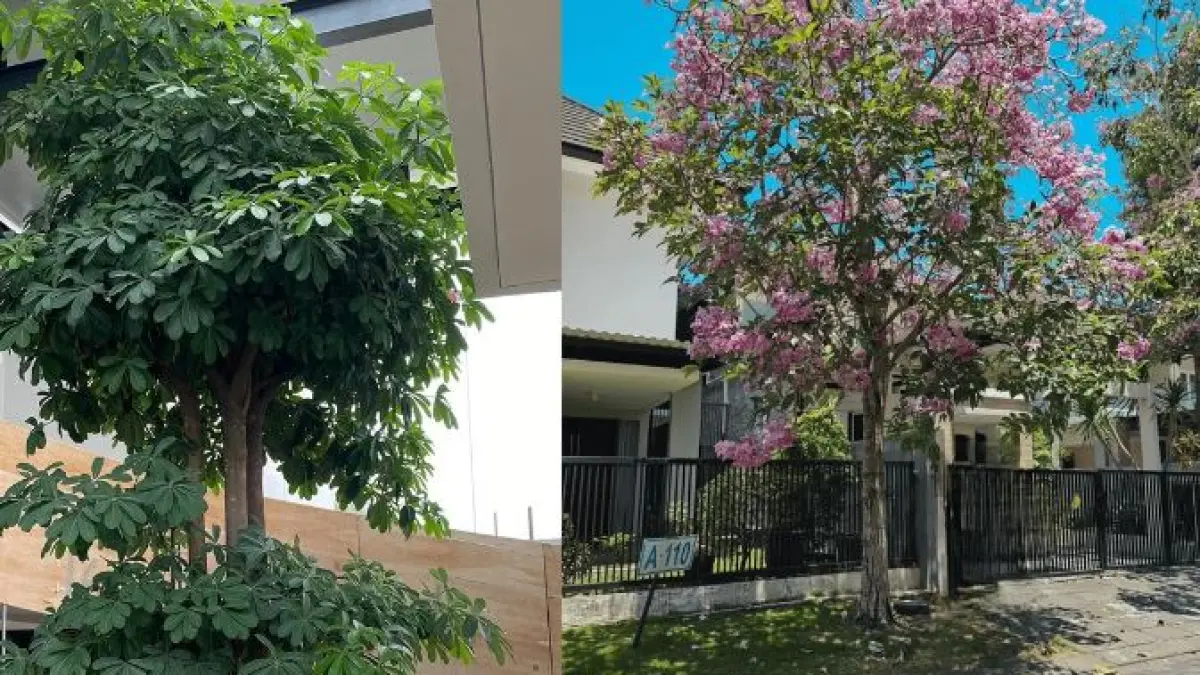 Cara perawatan pohon peneduh depan rumah. (LUSTRASi/RUMAH123)