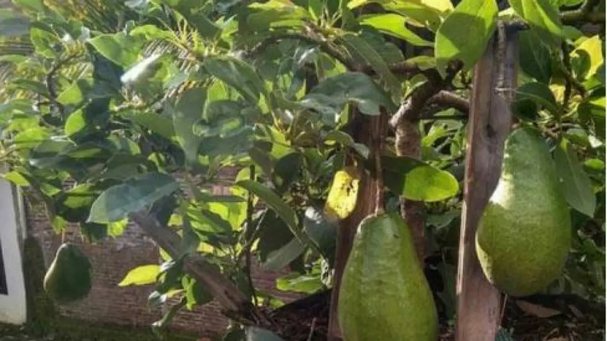 Pohon alpukat. (BIBIT BUAH)