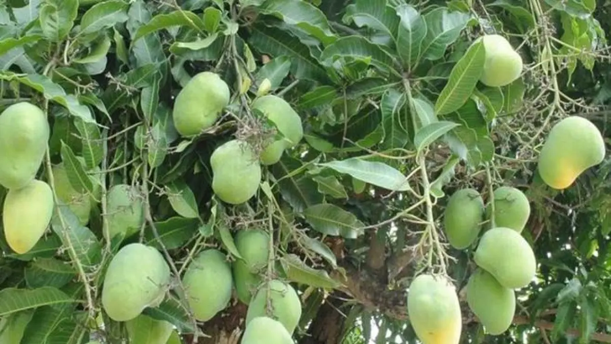 Tips agar pohon mangga cepat berbuah. (ILUSTRASI)