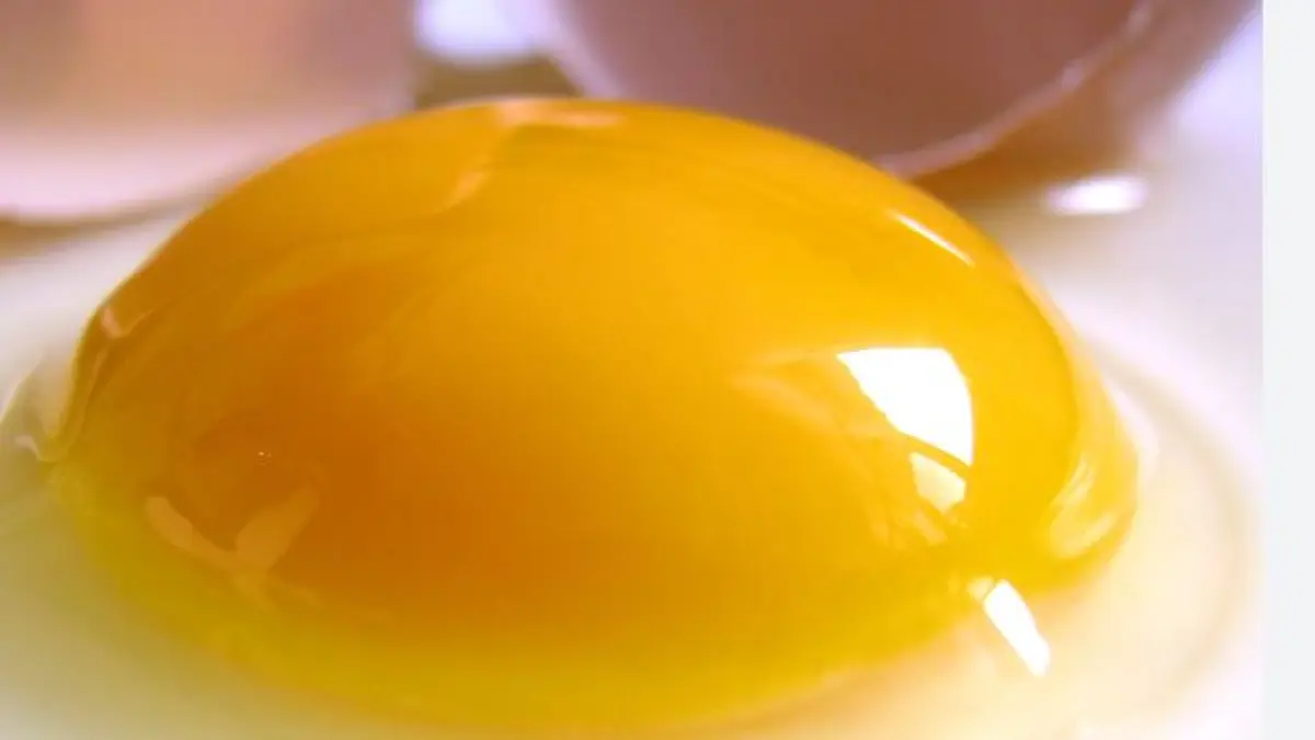 Ilustrasi kuning telur. 