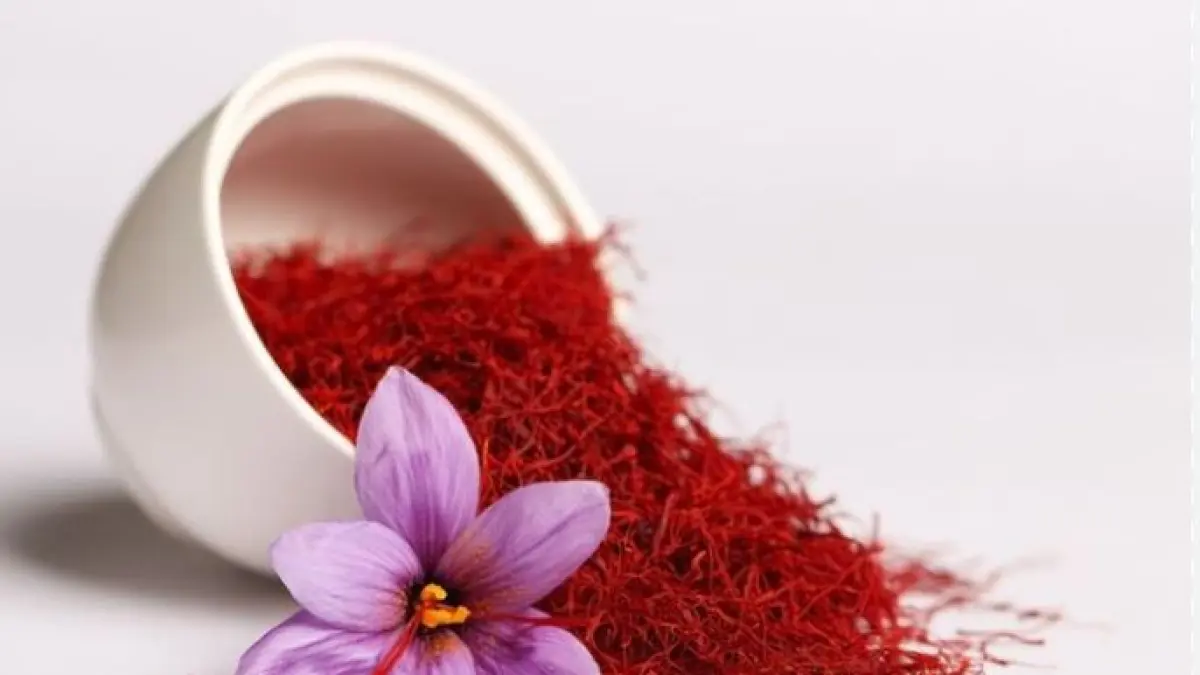 Ilustrasi Saffron. 