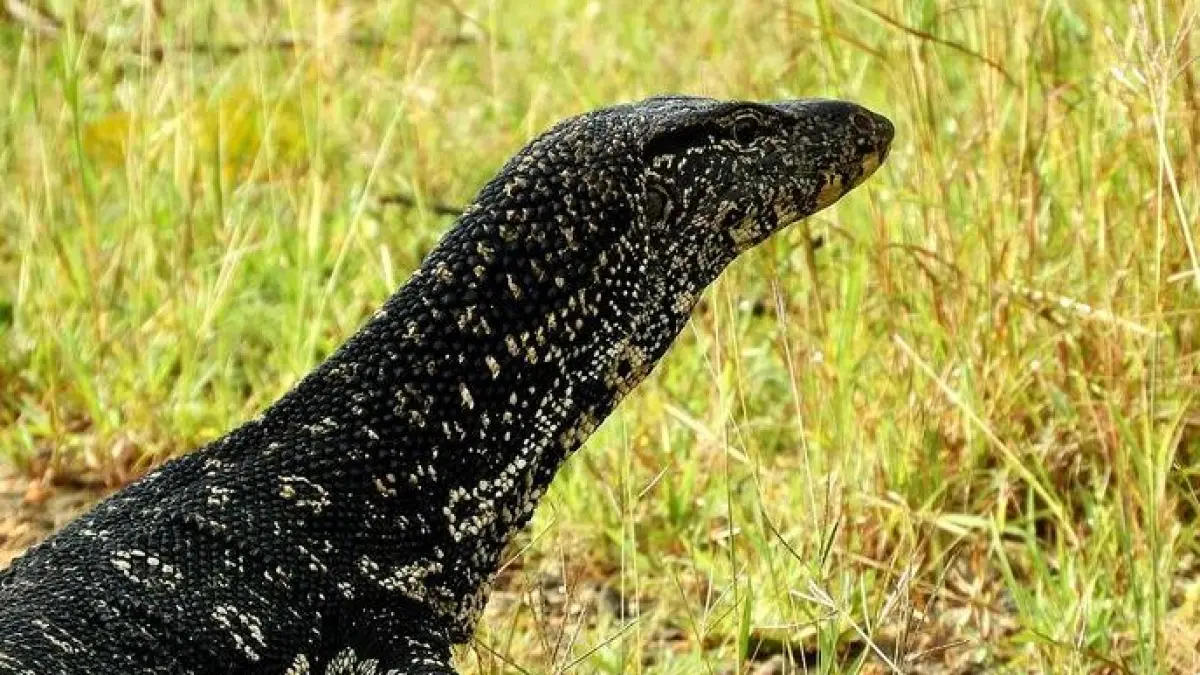 Daging biawak. 