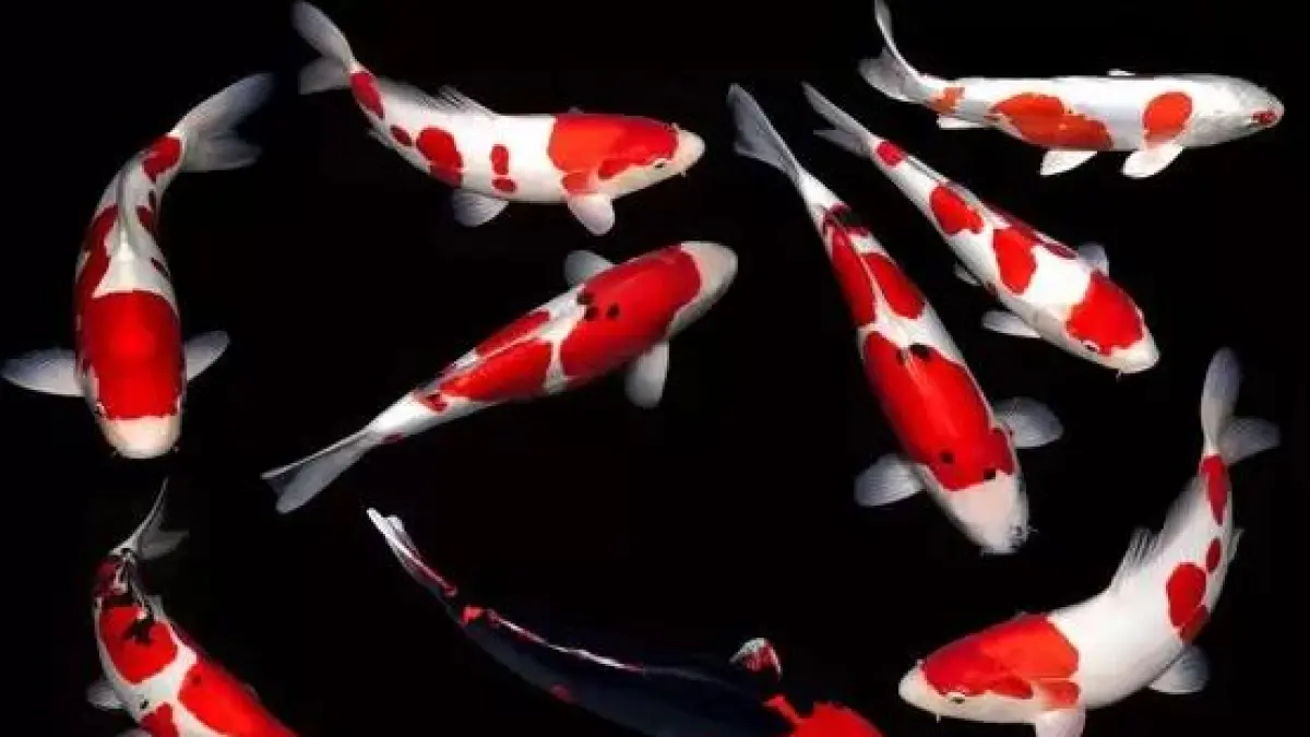 Ikan koi. 