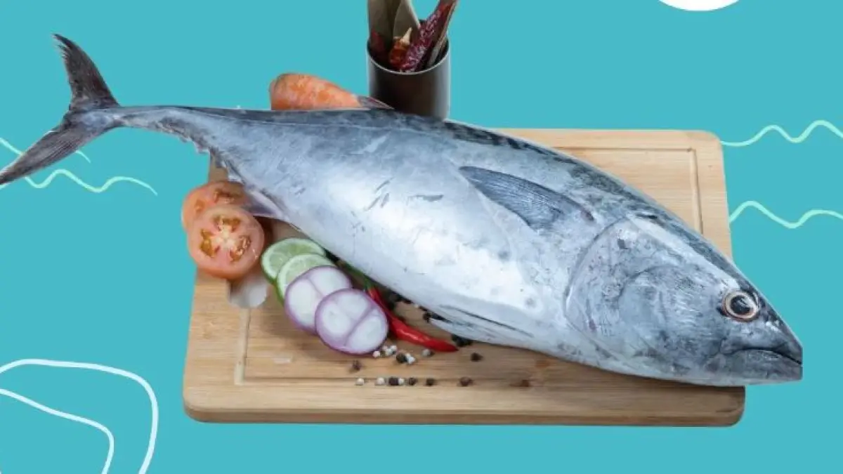 Ikan tuna. (ILUSTRASI)