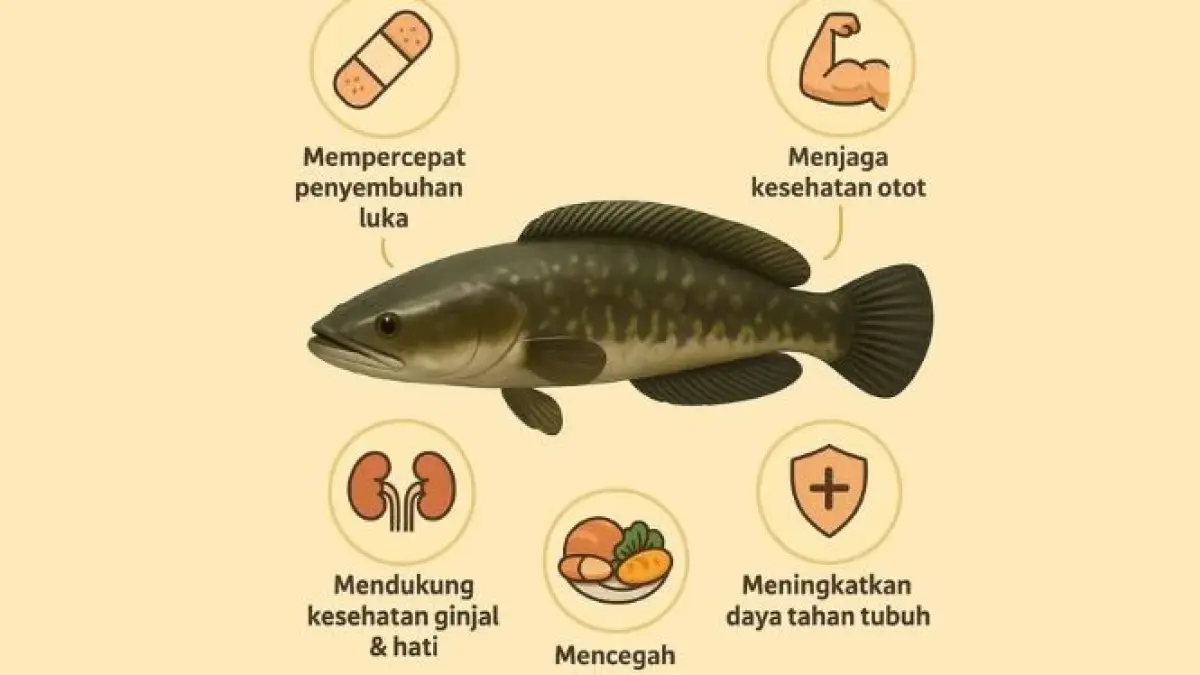 Kandungan gizi ikan gabus. 