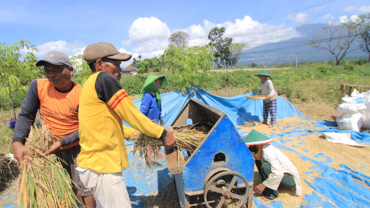 Petani di Magetan memproses gabah hasil panen. Serapan gabah tinggi menopang stok beras daerah. AJI PUTRA/RADAR MAGETAN