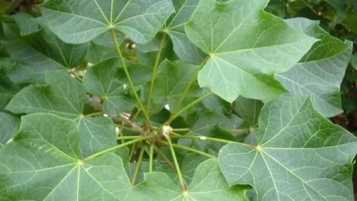 Manfaat daun jarak. 