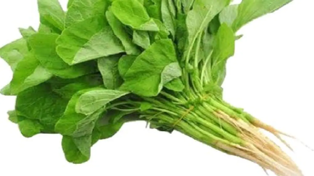 Ilustrasi Bayam 