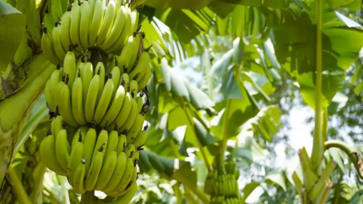 Ilustrasi pohon pisang. 