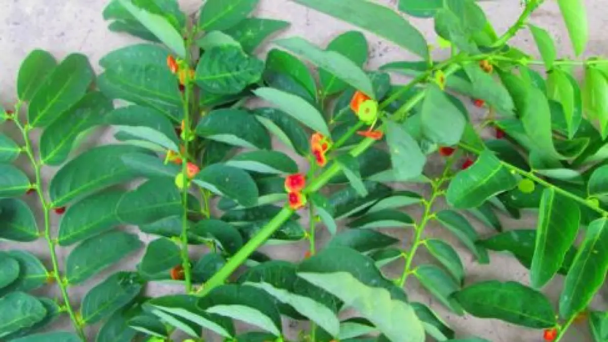 Manfaat Daun Katuk