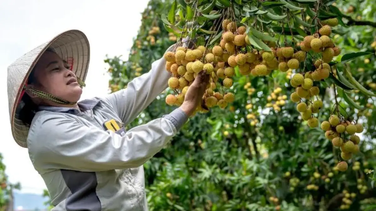 Pohon kelengkeng cepat berbuah. 