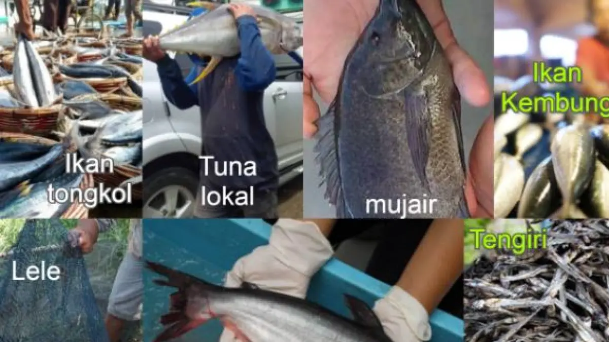 Ikan Lele vs Ikan Kembung