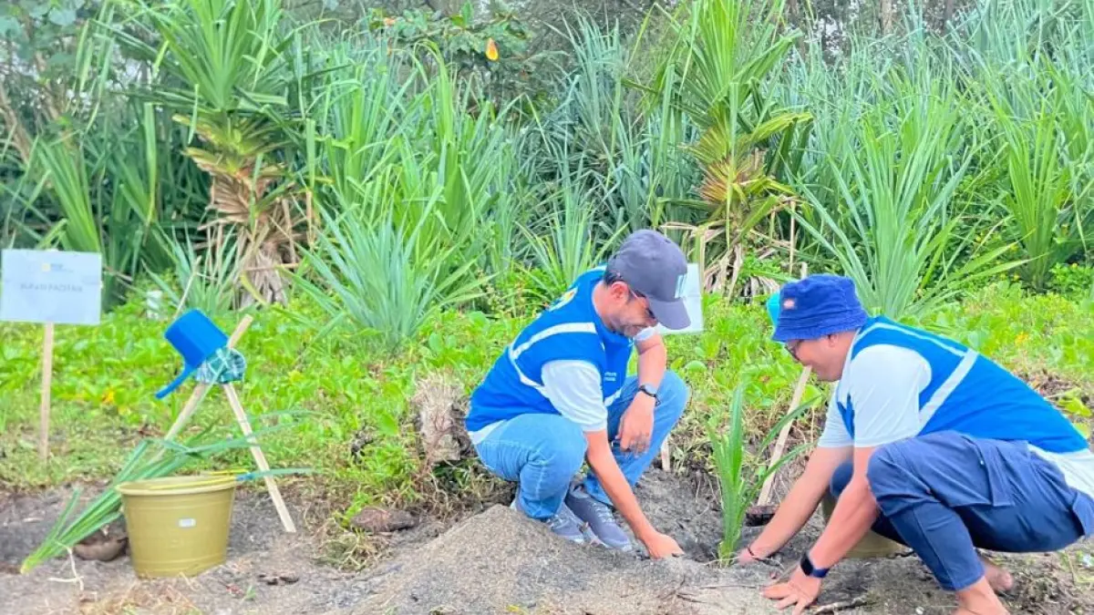PLN NP UP Pacitan menanam 400 bibit pohon cemara dan pandan laut di Pantai Pancer Dorr memperingati Hari Bumi 2026.