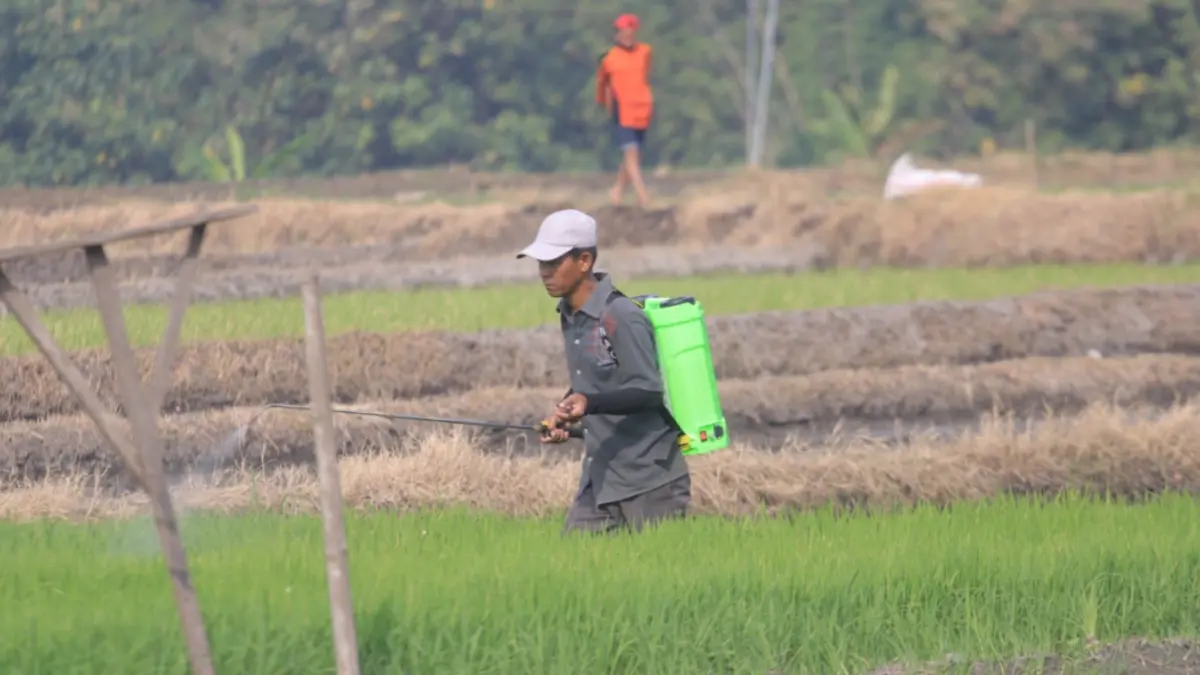 Program ketahanan pangan di Ngawi tetap berjalan meski anggaran dari dana desa turun drastis tahun 2026. DOK RADAR MADIUN