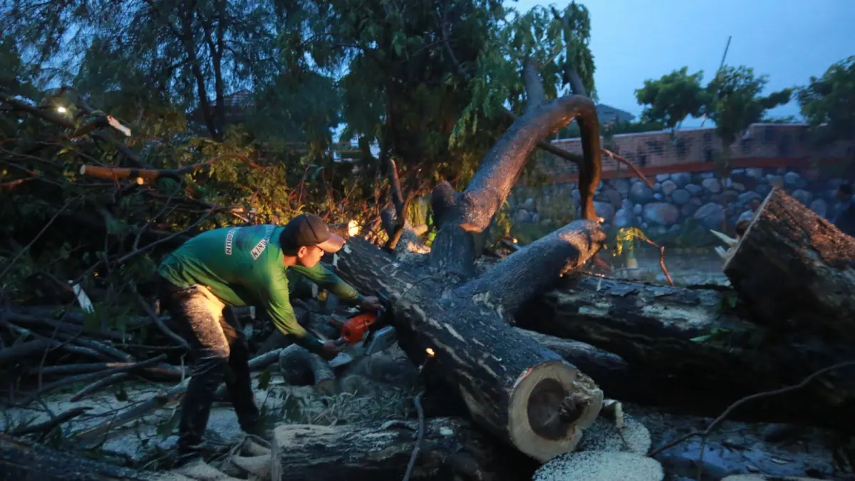 DIPOTONG: Petugas gabungan BPBD dan disperkim mengevakuasi pohon tumbang di kawasan bantaran Kali Madiun, Kamis (30/4). BAGAS BIMANTARA/RADAR MADIUN