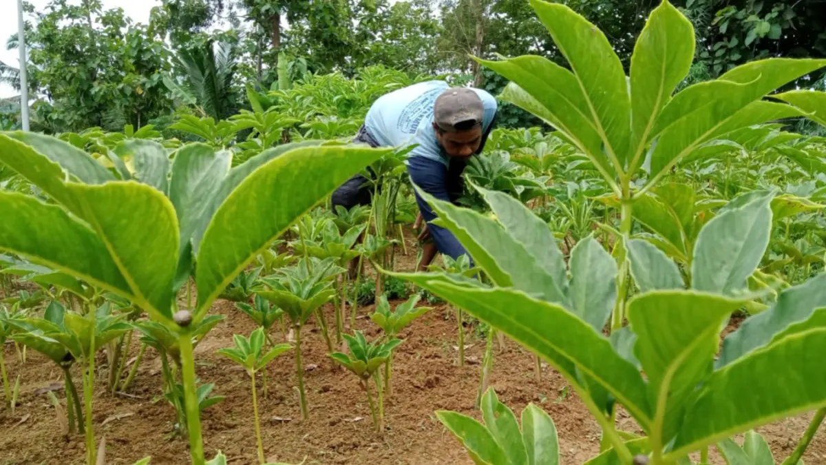 Petani porang di Pacitan mengelola lahan. Komoditas ini bernilai ekonomi tinggi meski tantangan pasar masih fluktuatif. NUR CAHYONO/RADAR PACITAN