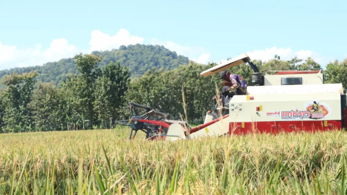 Petani di Ponorogo memanen padi saat musim panen raya. Harga gabah yang tinggi membuat petani diuntungkan. SUGENG DWI N/RADAR PONOROGO