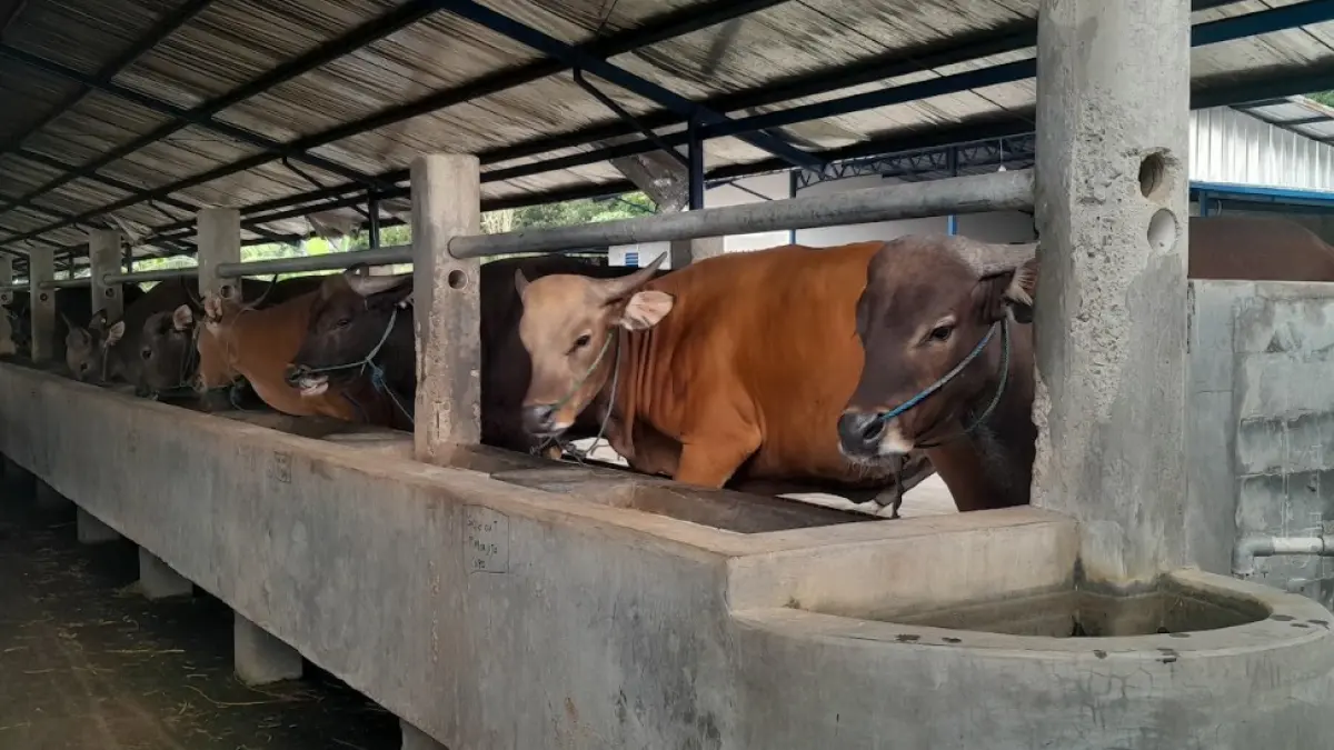 Sapi kurban di kandang peternak Ngawi. Permintaan meningkat menjelang Iduladha dengan tren beralih ke sapi lokal. ASEP SYAEFUL/RADAR NGAWI