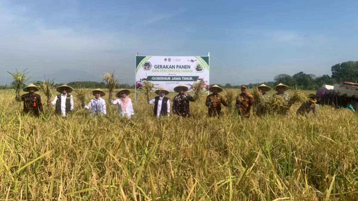 Gubernur Jawa Timur Khofifah Indar Parawansa memimpin panen raya dan percepatan tanam di Desa Gading, Balerejo, Kabupaten Madiun. LODITYA FERNANDES/JAWA POS RADAR MADIUN