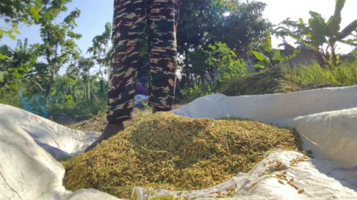 Petani padi di Ngawi mengeluhkan hasil panen yang menurun akibat cuaca ekstrem meski harga gabah kering panen sedang tinggi. ASEP SYAEFUL/JAWA POS RADAR NGAWI