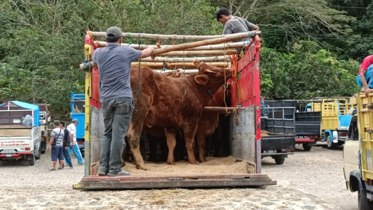 Pemkab Pacitan meningkatkan pengawasan kesehatan hewan kurban menjelang Idul Adha menyusul munculnya kasus PMK di wilayah perbatasan Donorojo. FOTO: DOK RADAR PACITAN
