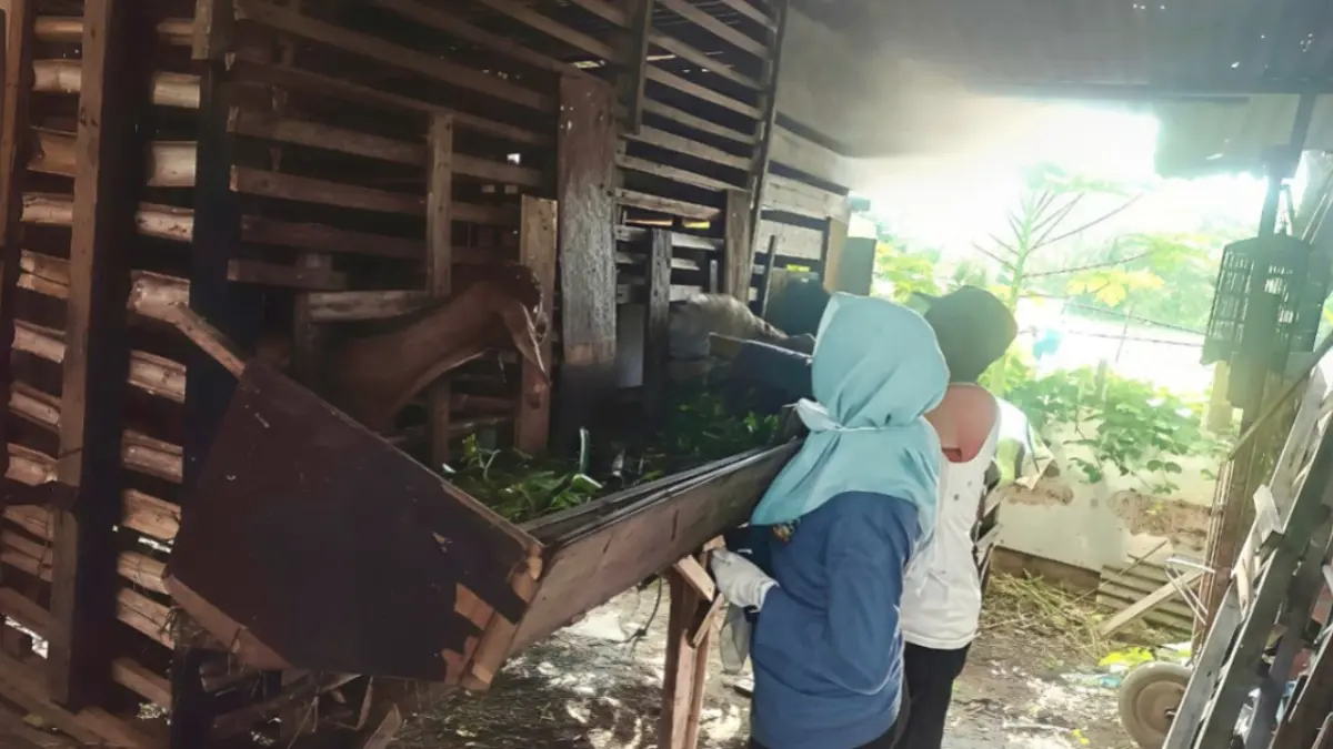 DKPP Kota Madiun menggencarkan vaksinasi PMK pada hewan kurban untuk mencegah penyebaran penyakit jelang Idul Adha. FOTO: DKPP KOTA MADIUN