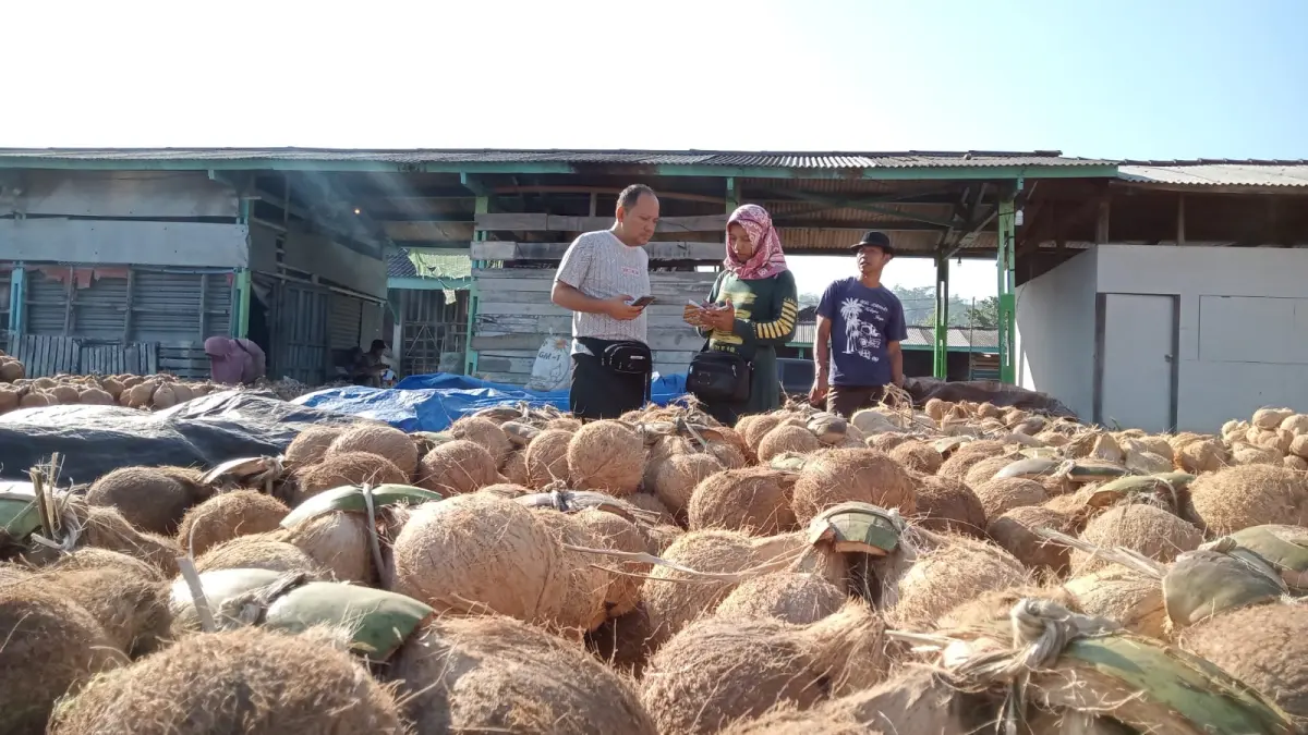 Harga kelapa di Pacitan anjlok hingga Rp 1.500 per butir saat musim panen, membuat pedagang dan petani sama-sama mengeluh. NUR CAHYONO/JAWA POS RADAR PACITAN