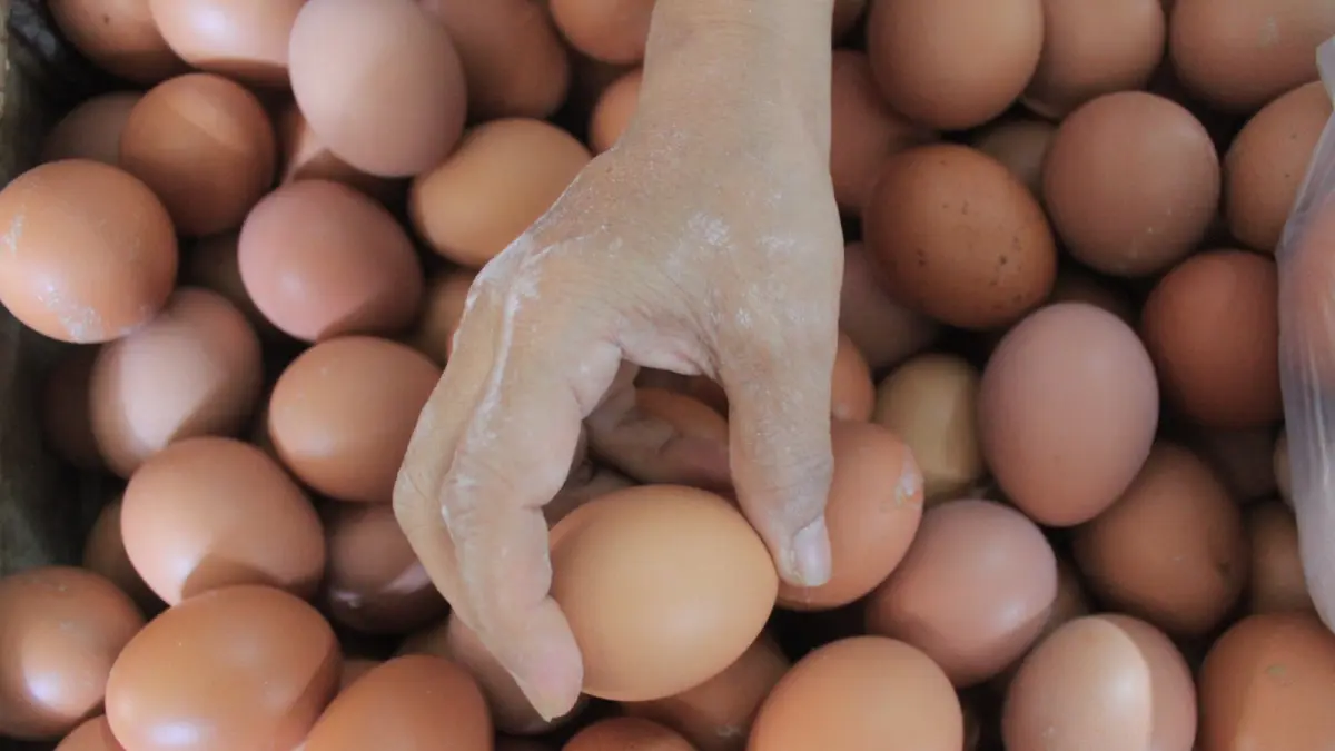 Peternak ayam petelur di Magetan mendesak pembaruan data produksi untuk mencegah oversupply dan anjloknya harga telur. AJI PUTRA/JAWA POS RADAR MAGETAN