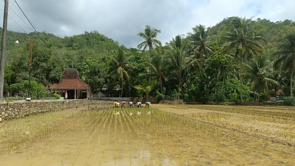 Aktivitas petani di sawah Pacitan di tengah proses penetapan ribuan hektare lahan pertanian pangan berkelanjutan (LP2B). NUR CAHYONO/JAWA POS RADAR PACITAN