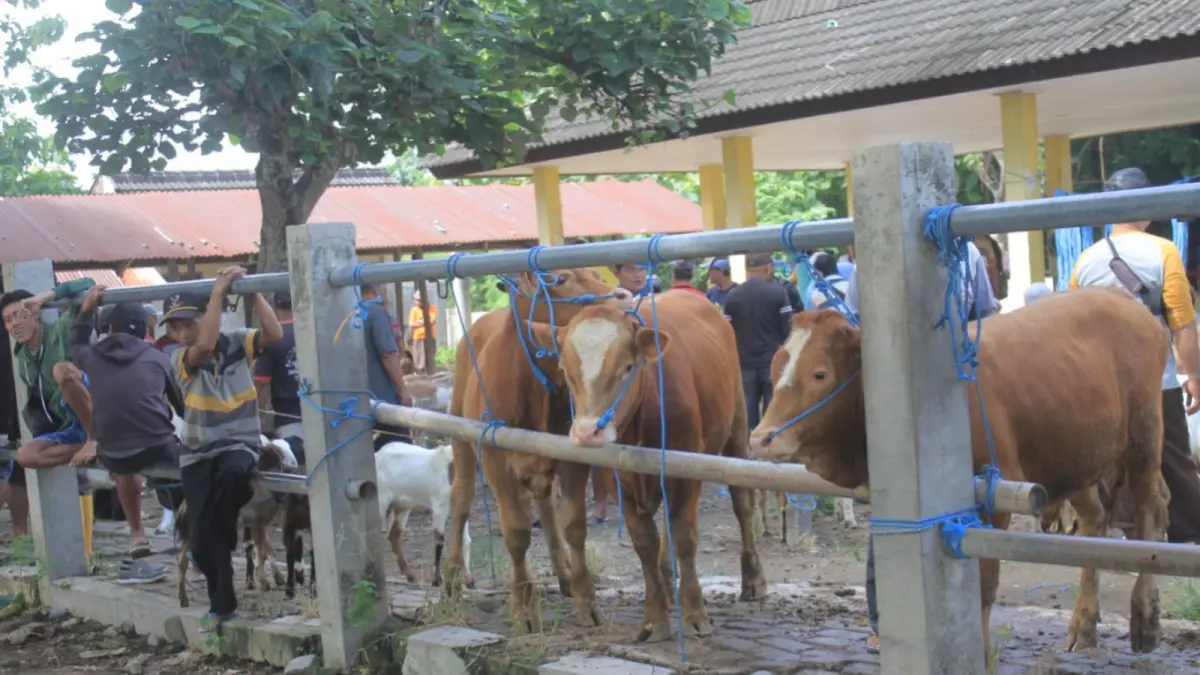 CEK TERNAK: Petugas kesehatan hewan Disnakkan Magetan memeriksa kondisi sapi kurban di pasar hewan menjelang Idul Adha kemarin. FOTO: AJI PUTRA/JAWA POS RADAR MAGETAN