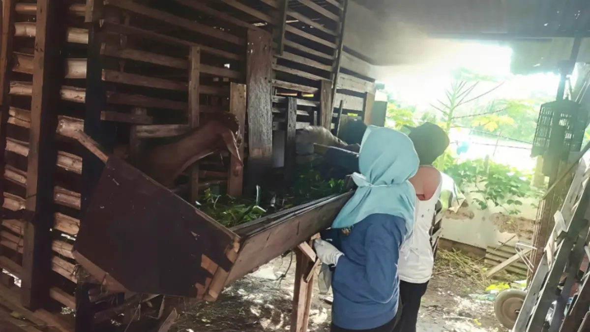 CEK TERNAK: Petugas Dinas Ketahanan Pangan dan Pertanian Kota Madiun melakukan pemeriksaan dan vaksinasi hewan kurban di lapak penjualan menjelang Idul Adha. FOTO: DKPP KOTA MADIUN