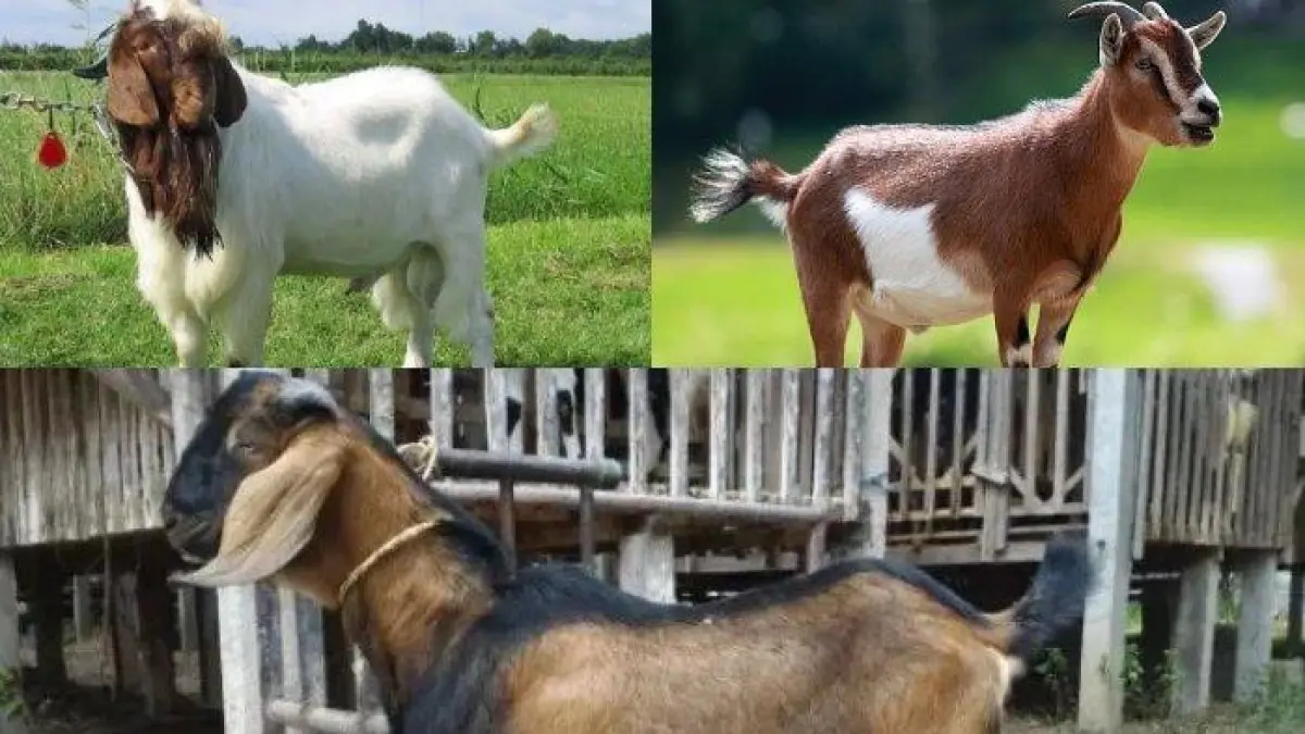 Ilustrasi Kambing Kurban Idul Adha