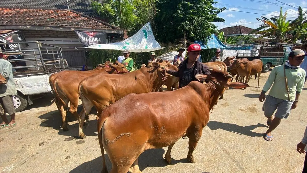 Ilustrasi Sapi di Pasar Pamekasan (surabaya.kompas.com)