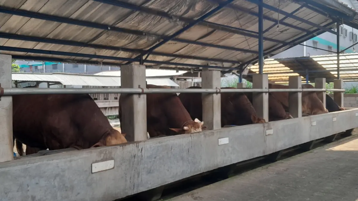 PETERNAKAN: Stok hewan kurban di Kabupaten Ngawi dipastikan aman dan surplus menjelang Hari Raya Idul Adha 1447 Hijriah. ASEP SYAEFUL/JAWA POS RADAR NGAWI