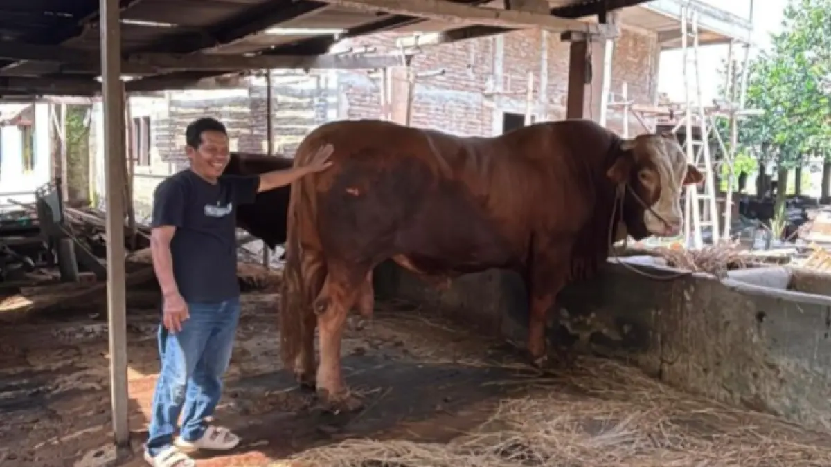 GEMUK: Sapi simmental bernama Legowo berbobot 1,4 ton disiapkan menjadi hewan kurban bantuan Presiden Prabowo Subianto untuk warga Kota Madiun. FOTO: ISTIMEWA