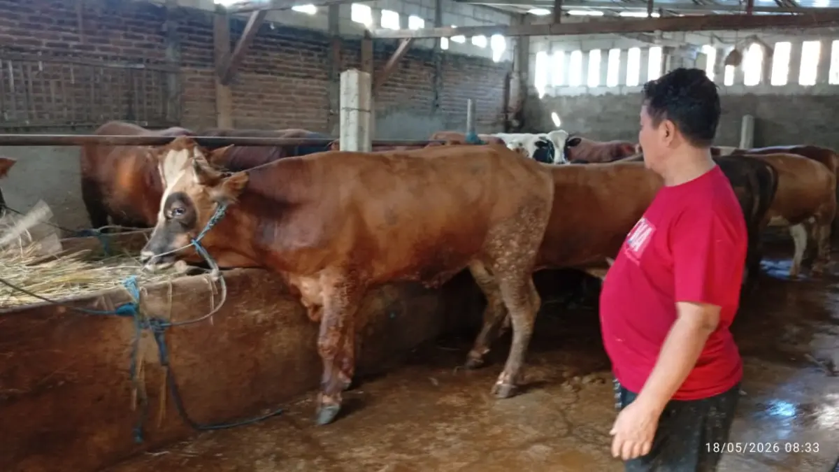 TINGGI: Permintaan sapi kurban di Kabupaten Madiun mulai meningkat menjelang Idul Adha. Peternak mengaku sapi kisaran Rp 25 juta paling banyak dipesan warga. DIAN RAHAYU/JAWA POS RADAR MADIUN