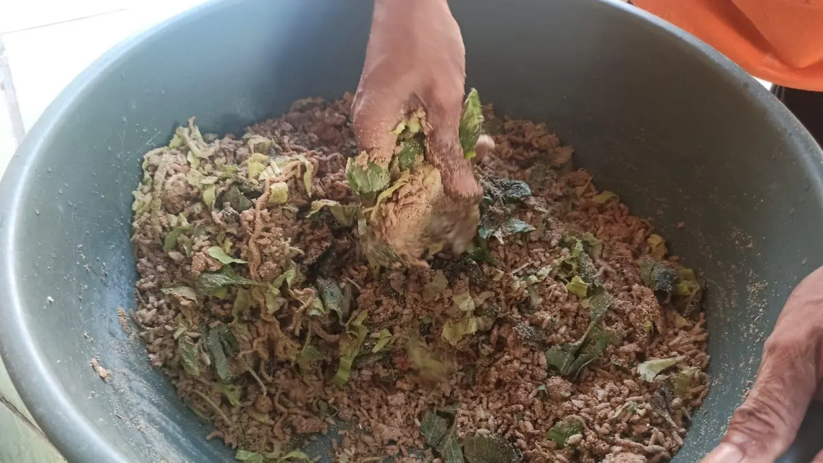 Cara Membuat Pakan Fermentasi Ayam Kampung dari Bahan Dapur, Hemat dan Bikin Ayam Cepat Besar