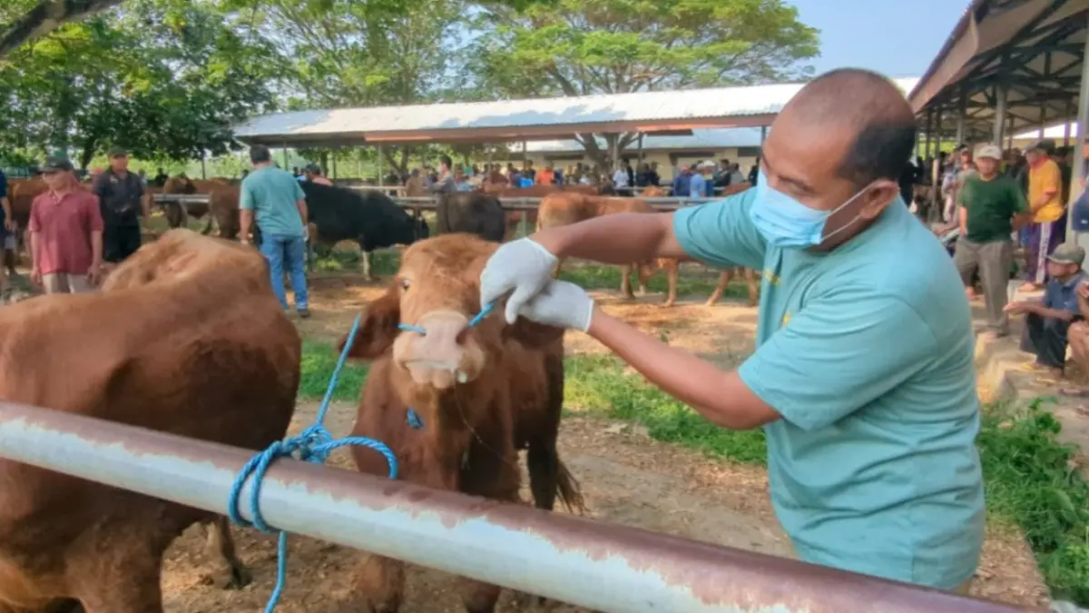 Petugas DKPP Kabupaten Madiun memeriksa kesehatan sapi dan kambing di Pasar Hewan Bajulan, Saradan, sebagai antisipasi penyebaran PMK dan LSD menjelang Idul Adha. DIAN RAHAYU/JAWA POS RADAR MADIUN