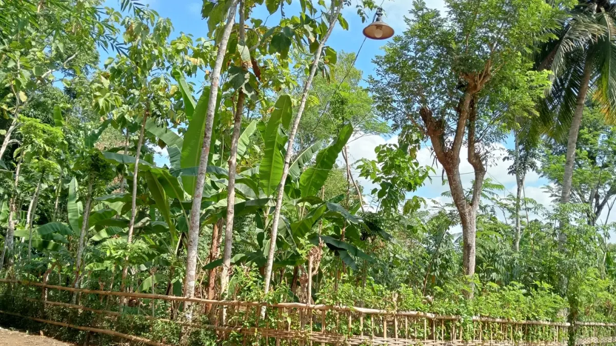 Tanah dengan luas 602 meter persegi dijual via lelang. 