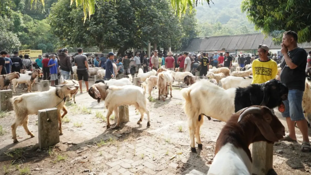 Aktivitas jual beli hewan kurban di Pasar Hewan Desa Semanten, Pacitan, mulai ramai menjelang Hari Raya Idul Adha. NUR CAHYONO/JAWA POS RADAR PACITAN