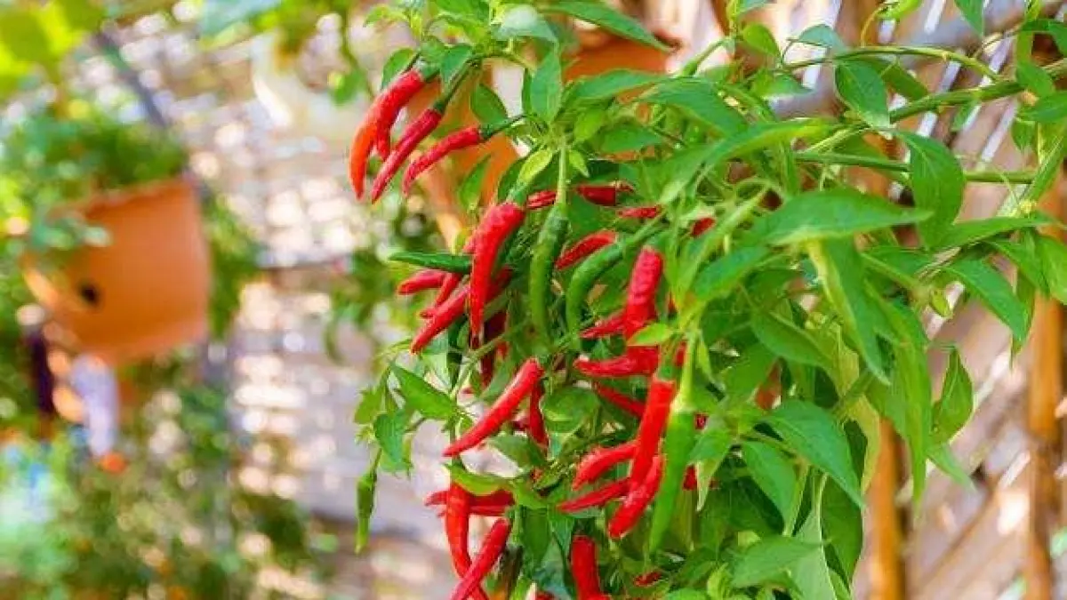 Budidaya Cabai Vertikal Jadi Solusi Berkebun Modern