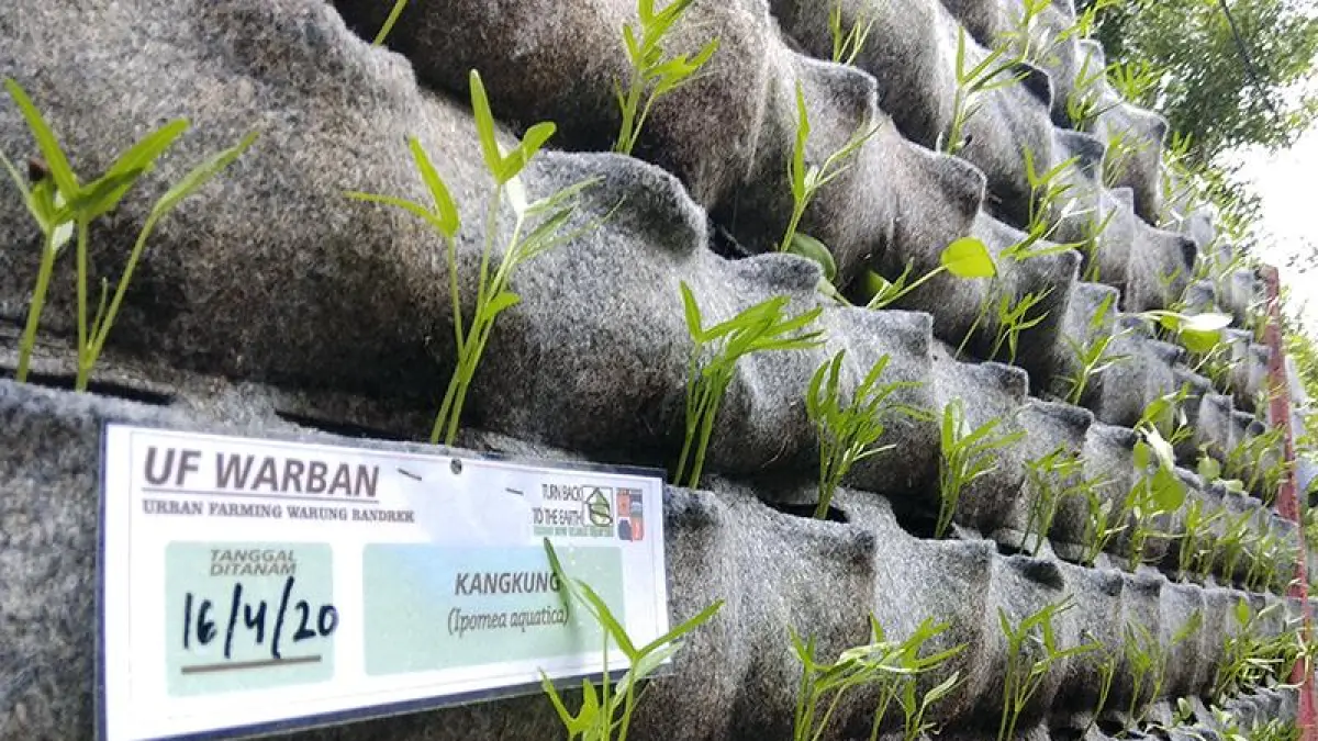 Halaman Sempit Tetap Bisa Jadi Kebun Produktif