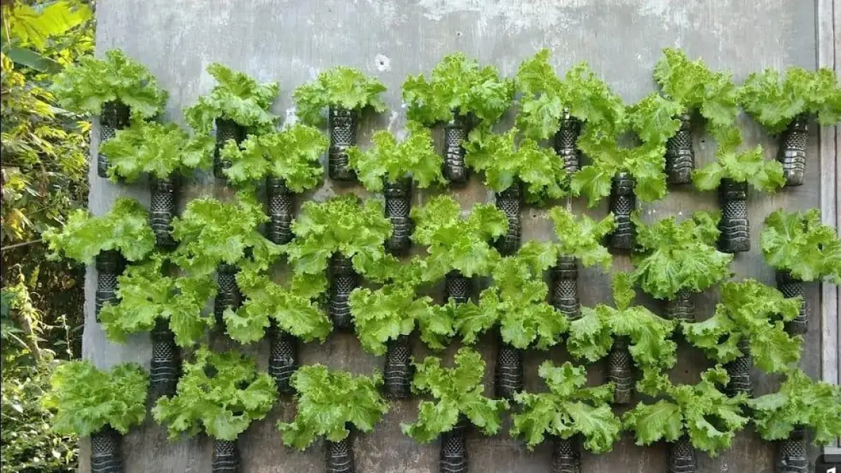 Kebun Selada Gantung Jadi Tren Berkebun di Rumah