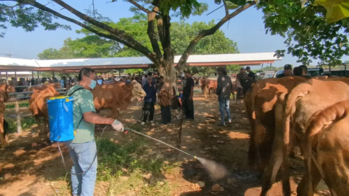 Peternak menunjukkan hewan ternak di Kabupaten Madiun. DKPP memastikan stok sapi, kambing, dan domba untuk Idul Adha tahun ini dalam kondisi surplus. DIAN RAHAYU/JAWA POS RADAR MADIUN