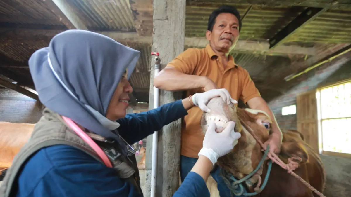 Petugas DKPP Kota Madiun memeriksa kondisi kesehatan hewan kurban di lapak penjualan. Tujuh hewan ditemukan mengalami gangguan kesehatan ringan. DOK JAWA POS RADAR MADIUN