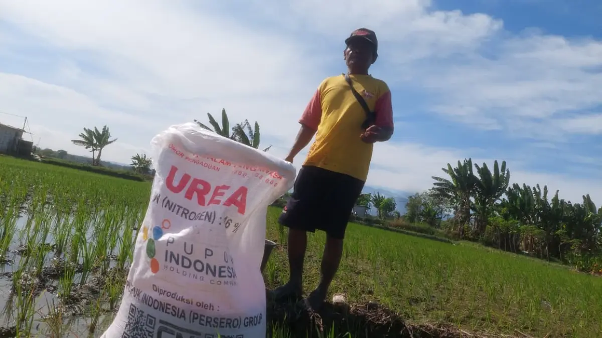 Petani melakukan pemupukan tanaman di Kabupaten Madiun. Disperta memastikan stok pupuk subsidi tetap aman meski serapan terus meningkat. DOK JAWA POS RADAR MADIUN