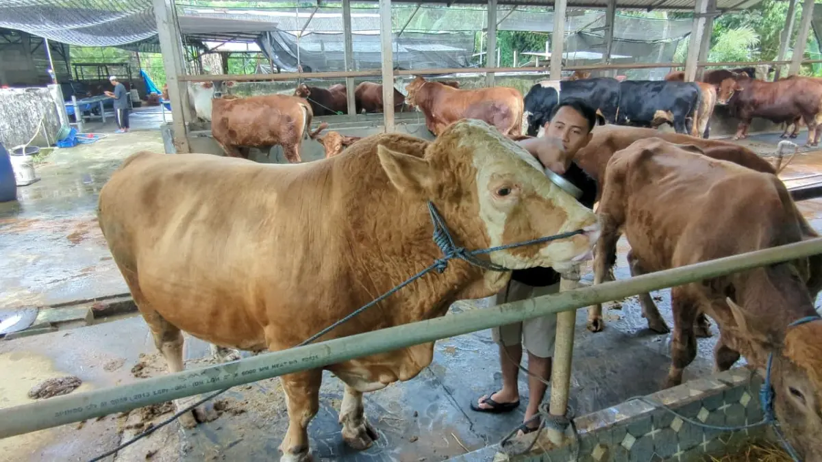 Sapi simental berbobot 1,1 ton milik peternak muda asal Saradan, Kabupaten Madiun, dibeli Presiden Prabowo untuk hewan kurban Iduladha. DIAN RAHAYU/JAWA POS RADAR MADIUN