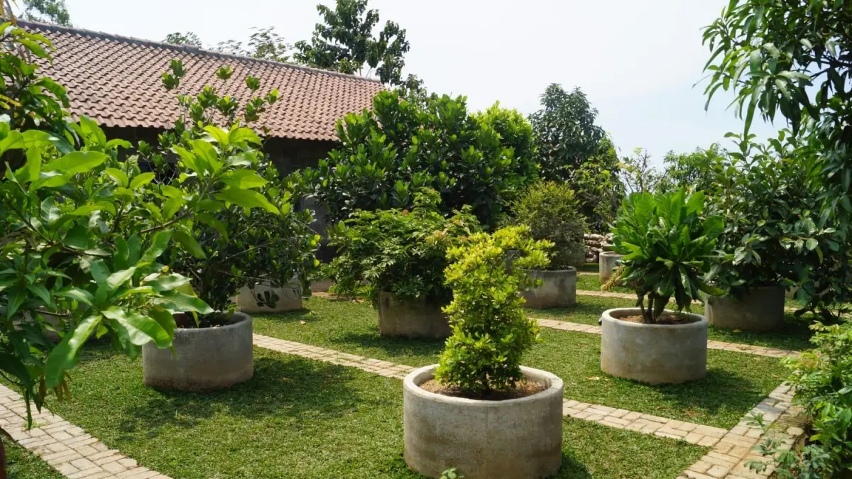 Berbagai Jenis Pohon