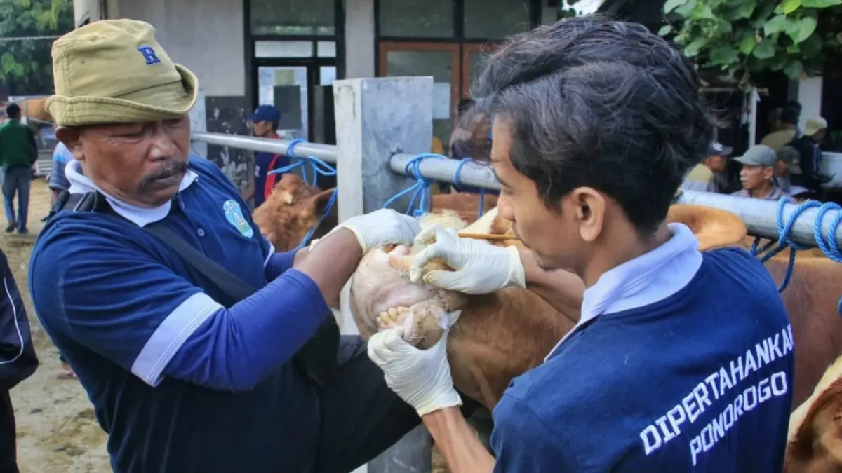 Petugas kesehatan hewan memeriksa kondisi sapi dan kambing di Pasar Jetis Ponorogo menjelang Idul Adha 1447 Hijriah. SUGENG DWI N/JAWA POS RADAR PONOROGO