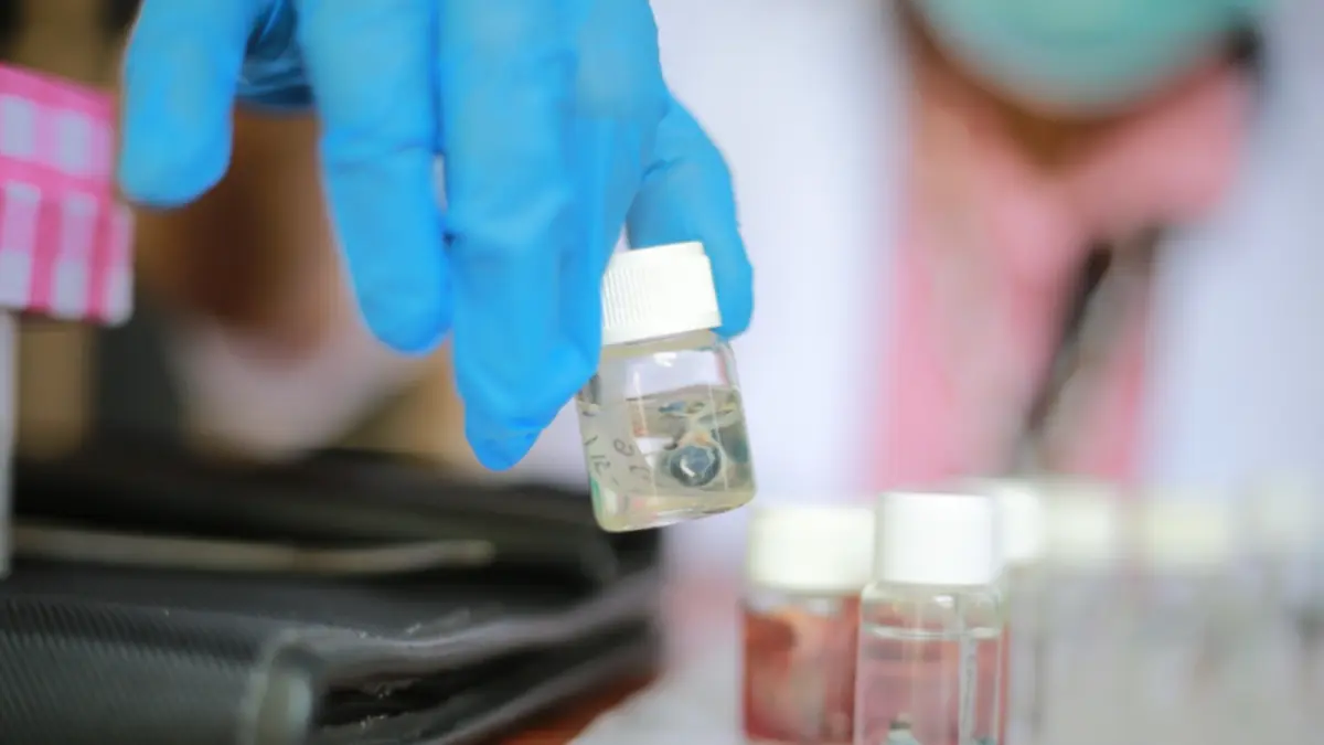 Petugas mengambil sampel hewan pengerat untuk pemantauan penyakit zoonosis. Tikus menjadi salah satu media penyebaran hantavirus. DOK JAWA POS RADAR MADIUN